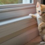 5 helpful tips on keeping a clean pet friendly home