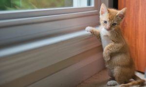 5 helpful tips on keeping a clean pet friendly home